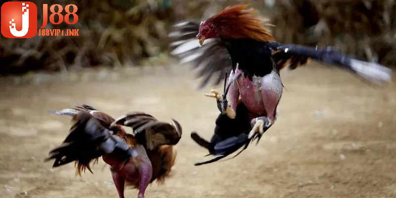 Hội viên có thể trải nghiệm vô vàn hình thức đấu gà hấp dẫn