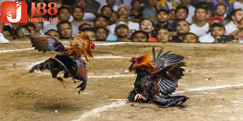 Tìm hiểu những thông tin thú vị, ưu điểm khi thành viên chơi đấu kê tại J88