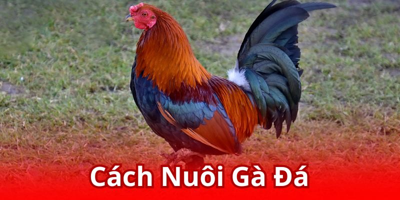 Cách Nuôi Gà Đá Chuẩn - Công Thức Chăm Sóc Từ Chuyên Gia J88