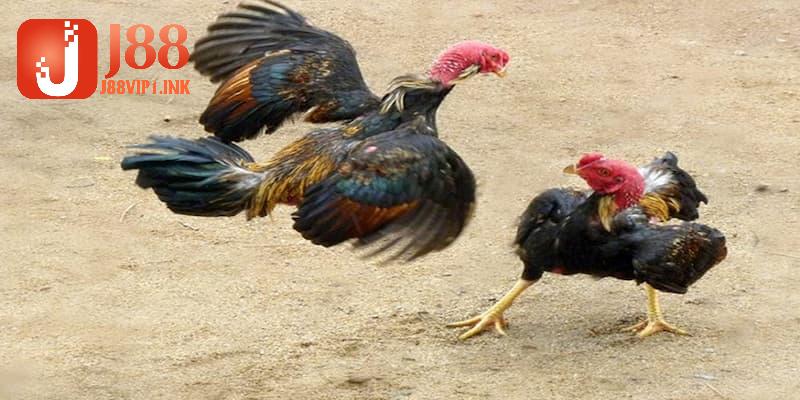 Nắm rõ cách xem vảy gà giúp ích như thế nào?