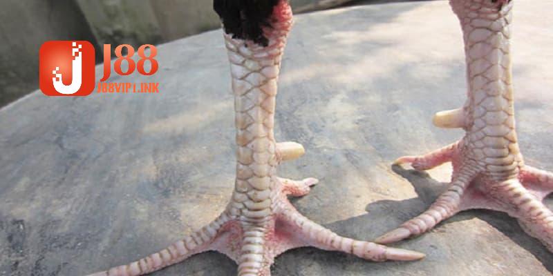 Hướng dẫn các cách xem vảy gà chi tiết cho sư kê