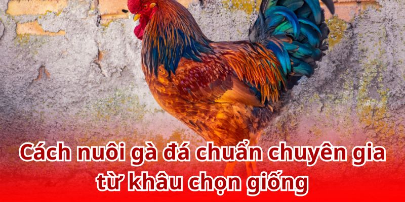 Chọn giống là khâu vô cùng quan trọng trong cách nuôi gà đá